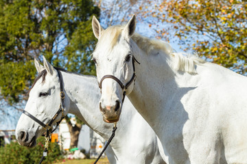 Obraz na płótnie Canvas Horses Grays Heads field portrait closeup detail