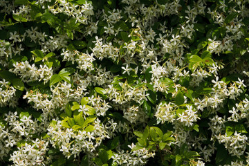 muro di rincospermo4-Exposure