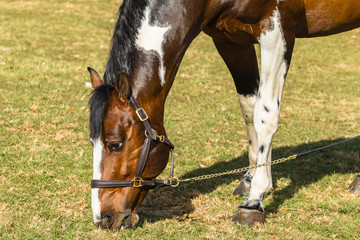 Horse Head Field portrait closeup detail