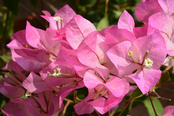 Bougaville flowers