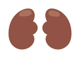Human kidney structure vector illustration. Science renal human kidneys biology health organ. Adrenal section artery human kidneys system urinary vein internal physiology. Transplant adrenal section.