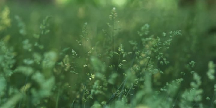 Grass seed heads gently moving in breeze in foreground, soft focus grass in background