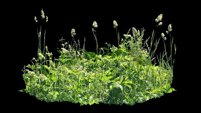 Beautiful piece of high grass, real shot green plant blowing on the wind, isolated on alpha channel with black white luminance matte, perfect for film, digital composition, projection mapping