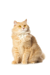 Obraz premium close-up portrait of a funny red cat