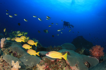 Fototapeta na wymiar Coral reef, school of snappers fish and scuba diver