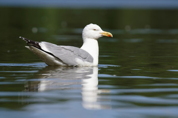 Herring Gull