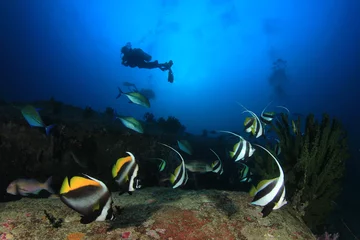 Rolgordijnen Scuba diver swims over coral reef with tropical fish © Richard Carey