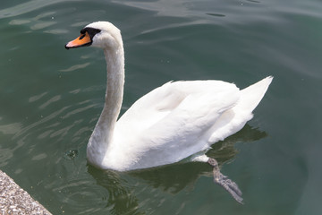 swan swims in the lake