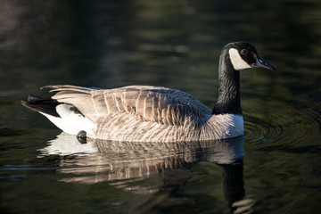 Canada goose