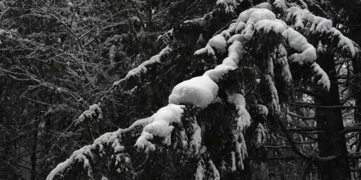 Right pan over snow-covered fir boughs in a forest