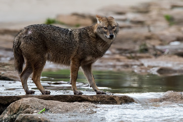 Jackal standing next to river