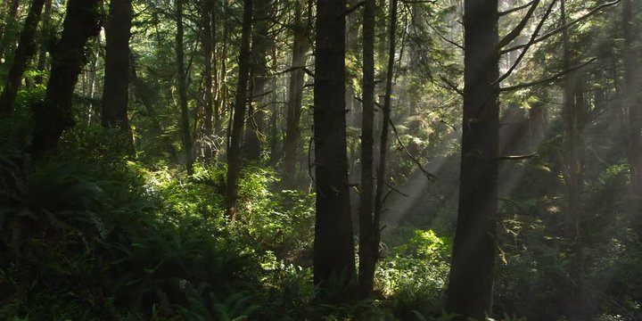 Sunlight slanting through evergreens
