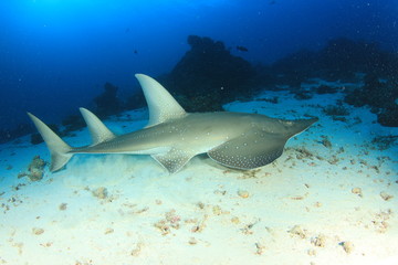 Fototapeta na wymiar White-spotted Guitarfish (other names Shark Ray, Shovelnose Ray)