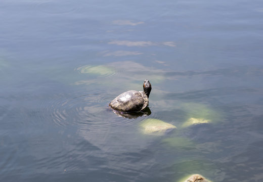 Little water turtle in the clear waters of the lake in the Park.