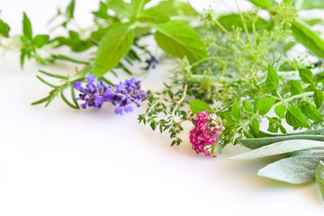 medicinal herbs on white background