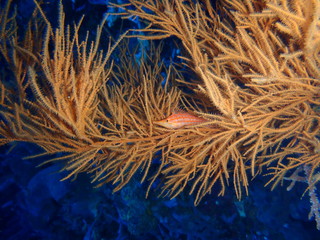 フローレス海の隠れているクダゴンベ