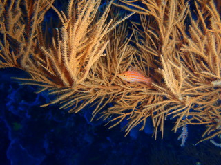 フローレス海のしっぽまで撮影できたクダゴンベ