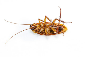 Isolated dead cockroach on white