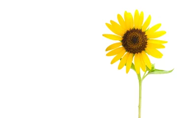 Papier peint photo autocollant rond Tournesol Sunflower (Helianthus) close up on white background with copy space isolate on white background with clipping path