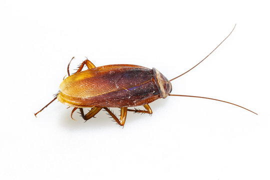 Isolated dead cockroach on white