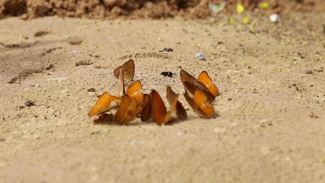 Group of butterfly suck eat mineral and nutrients on sand with Insect , Pang Sida National Park, Thailand