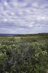 Marconi Beach area, Wellfleet  MA, Cape Cod