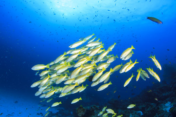 Fototapeta na wymiar Tropical fish, coral reef, underwater sea ocean