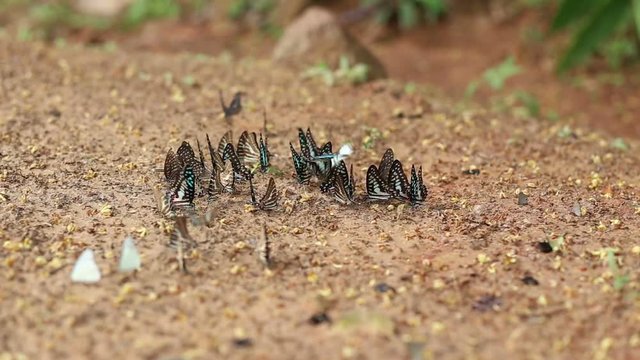 Group of butterfly suck eat mineral and nutrients on sand with Insect , Pang Sida National Park, Thailand