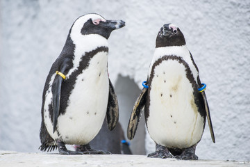 Humboldt penguins at zoo