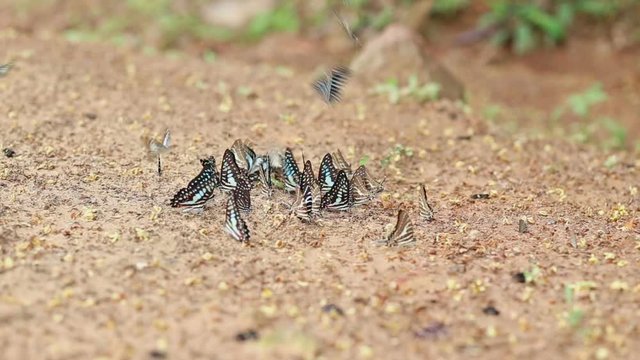 Group of butterfly suck eat mineral and nutrients on sand with Insect , Pang Sida National Park, Thailand