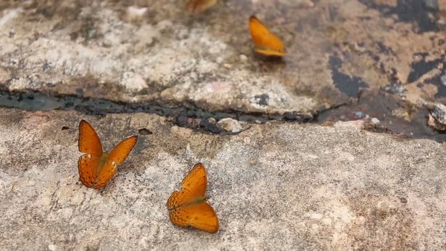 Group of butterfly suck eat mineral and nutrients on sand with Insect , Pang Sida National Park, Thailand