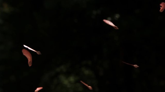 Maple seed "helicopters" spiraling downward in ultra-slow motion