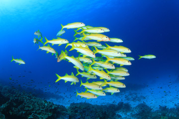 Fototapeta na wymiar Tropical fish, coral reef, underwater sea ocean