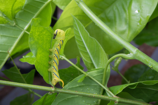 The big caterpillar eating jasmine leaf