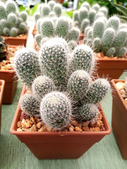 Gymnocalycium cactus in the plastic pot for sell