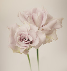 Rose Vintage Flowers