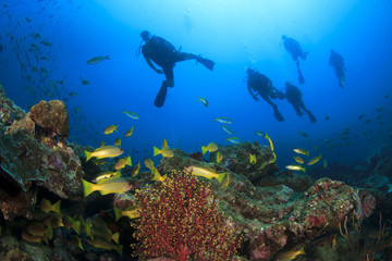 Plakat Scuba divers exploring coral reef