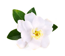 Naklejka premium Cape Jasmine flower isolated on white background