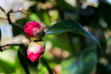 Bright pink camellia buds surrounded with lush foliage on the background. Camellia Japonica flower...