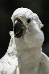 white bird parrot cockatoo head