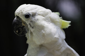white bird parrot cockatoo head