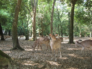 奈良の鹿