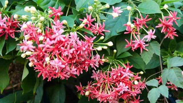 Couple butterfly feeding on ixora flower in a summer garden