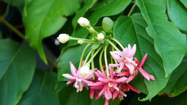 Couple butterfly feeding on ixora flower in a summer garden