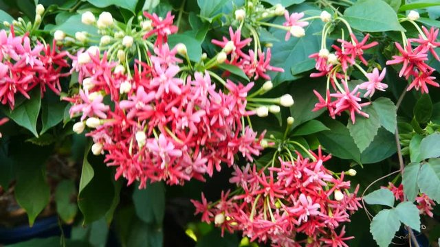 Couple butterfly feeding on ixora flower in a summer garden