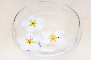 white flowers floating in a glass