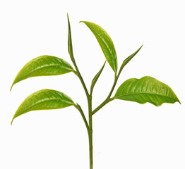 Green tea leaf on white background