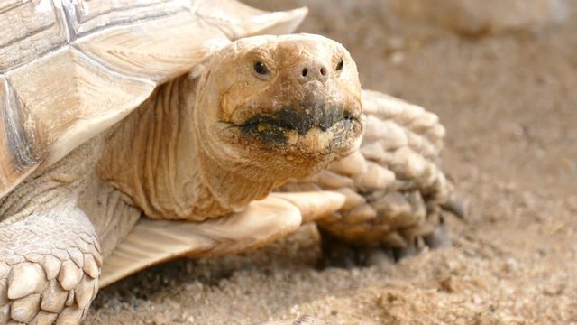 Big turtle is on the ground 
