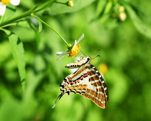 Naklejka na ściany i meble Butterfly on yellow flower in the garden