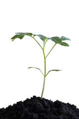 the sprout of tomato